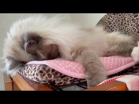 どでかいもふもふバーマンの生態がこちら！