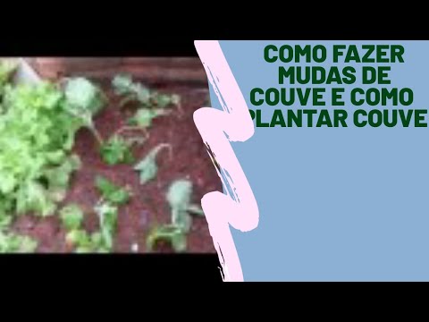 Como plantar couves em hortas caseiras