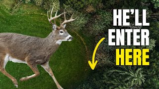 This Is Where Mature Bucks Enter Fields