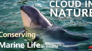 Turning the Tide against Threats to Ocean Life in Ireland | Cloud in Nature 03