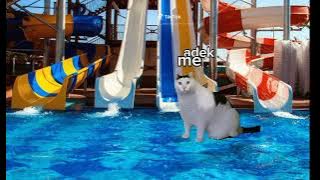 pov : jalan jalan ke waterpark || by : me/aku ||#masukberanda #cat #kucing #meme ||