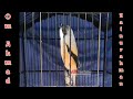 Masteran Cendet Isian Gereja Tarung Cendet Gacor Isian Komplit Mp3 - Mp4 Download