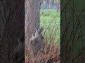 #squirrel #nature #naturephotography #naturelovers #naturesounds 🐿🐿🐿