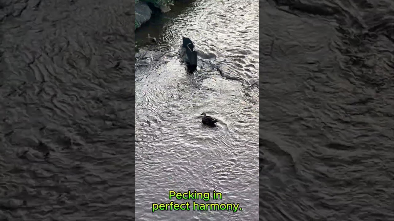 Duck Couple Dining Together 🦆💕 #nature #japaneselanguage #japanesewriting #birds