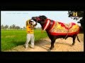 super bull cost 9crore || murrah dairy farm || a bull || big bull || super bull