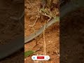 Змея – сила тишины 🐍