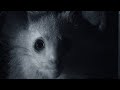 Aye-Aye Facts and Myths