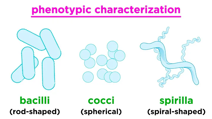 Taxonomy of Bacteria: Identification and Classification - DayDayNews