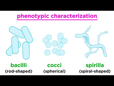 Taxonomy of Bacteria: Identification and Classification