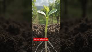 Grape seed to fruit in 60 seconds time lapse #foryou #gemini #ihavethisthingwithplants