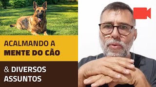 Acalmando a Mente do Cão e Diversos Assuntos.