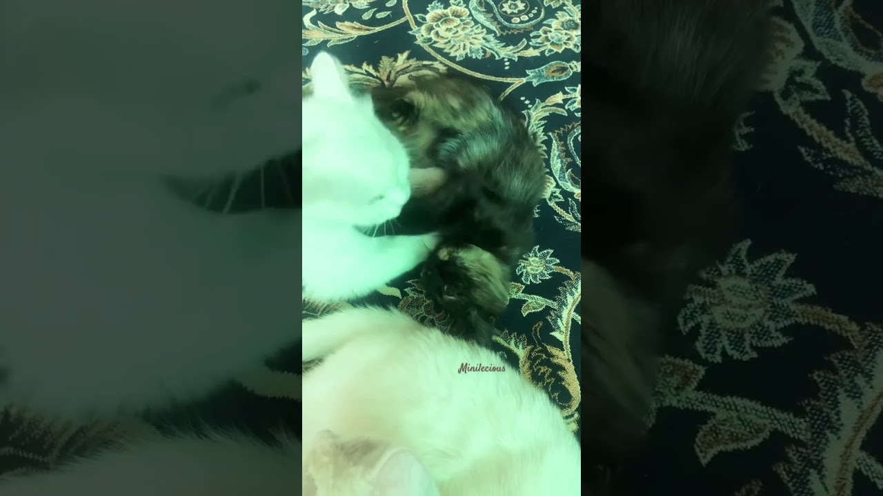 Cat love ❤️ #cat #cute #pets #funny #kitten #meow #foryou #foryoupage #funnyshorts #shortvideo