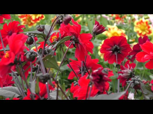 Dahlia 'Bishop of Llandaff' - YouTube