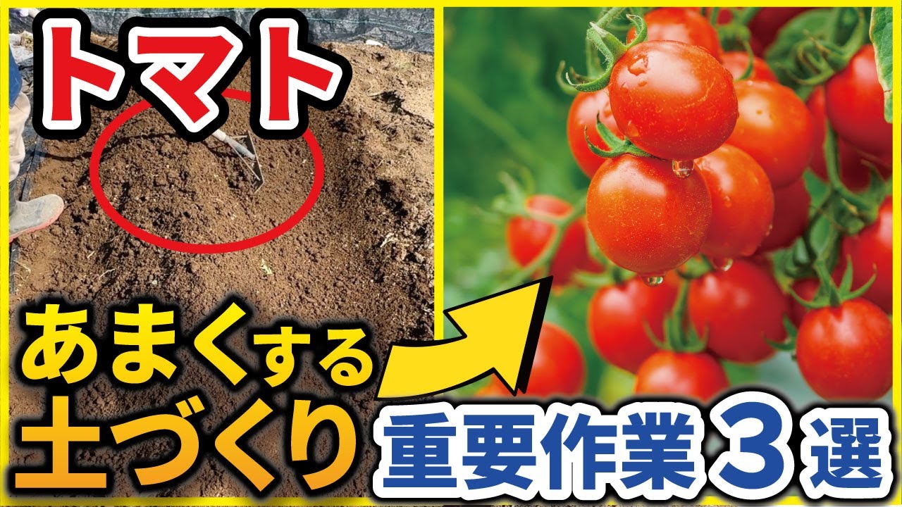 トマト の 土作り