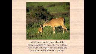Deer Population Control 1