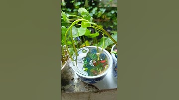 TRỒNG CÂY RAU MÁ ĐỒNG TIỀN VÀO LY KHÔNG NỀN