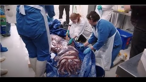 Dissecting a giant squid  - Auckland Museum