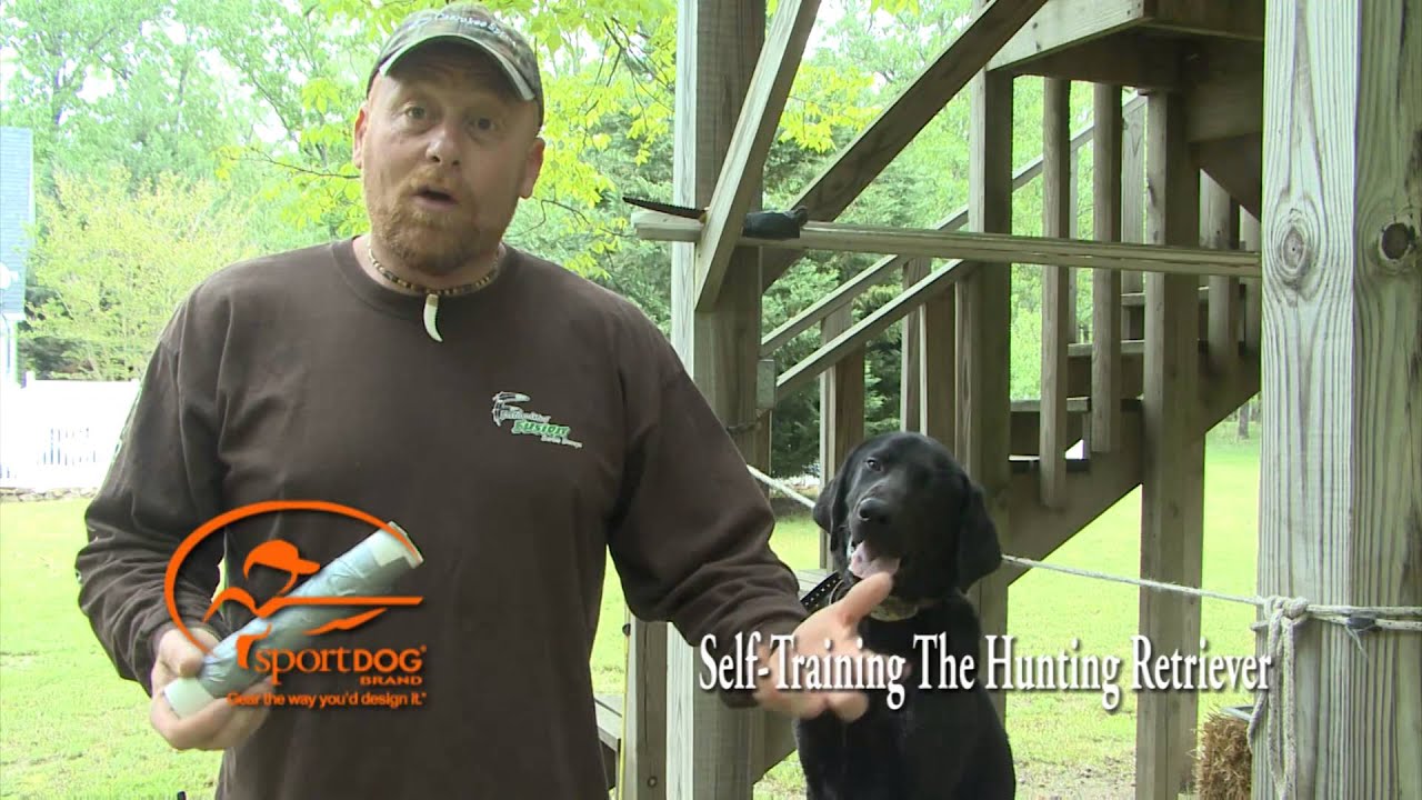 Vid 12 Force Fetch Starting The Ear Pinch - YouTube