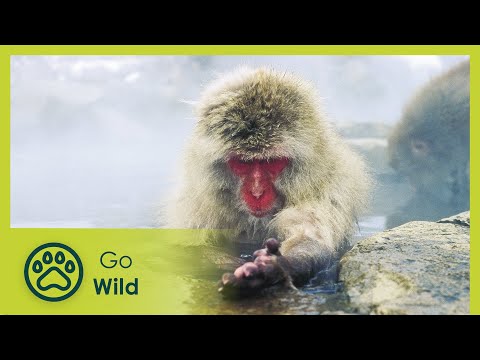 Wildest Asia - The Secrets of Nature