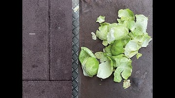 Moin - Capable (2022)