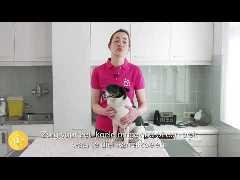 Video: Kunnen Honden Verbranden Door De Zon? - Zonnebrandtips Voor Honden