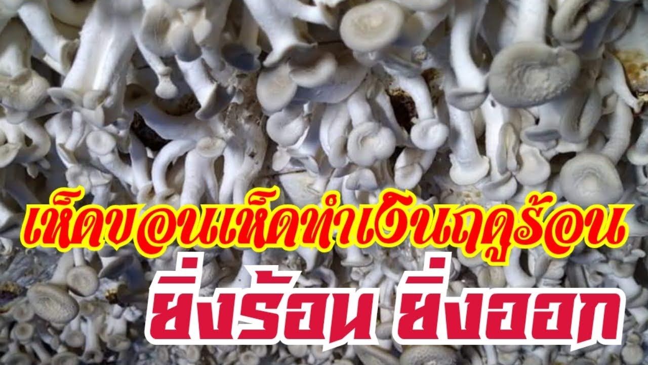 #เห็ดขอนขาวไม่ออกดอก รู้และปรับตามนี้ออกดอกแน่นอน