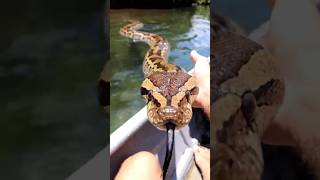 ⚠️ NUNCA VAS A CREER dónde encontraron a ESTOS ANIMALES