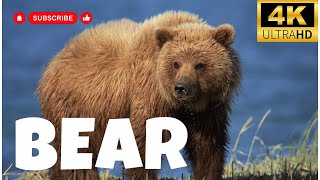 Bear | Animals Simple Videos | Beauty of universe by What have in universe 322 views 5 months ago 8 minutes, 8 seconds