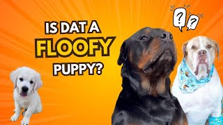I GOT MY DOGS A PUPPY | Golden Retriever | Their First Meeting