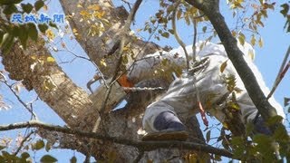 樹齢400年、巨木の枝打ち - YouTube