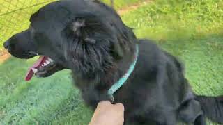 Walking My Dog Milly