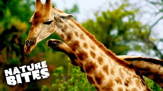 Violent Giraffes Fight Using Their NECKS | Africa's Deadliest | Nature Bites