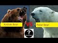 Polar Bear Vs Kodiak Bear, Who Would Win #2 - Did you know?