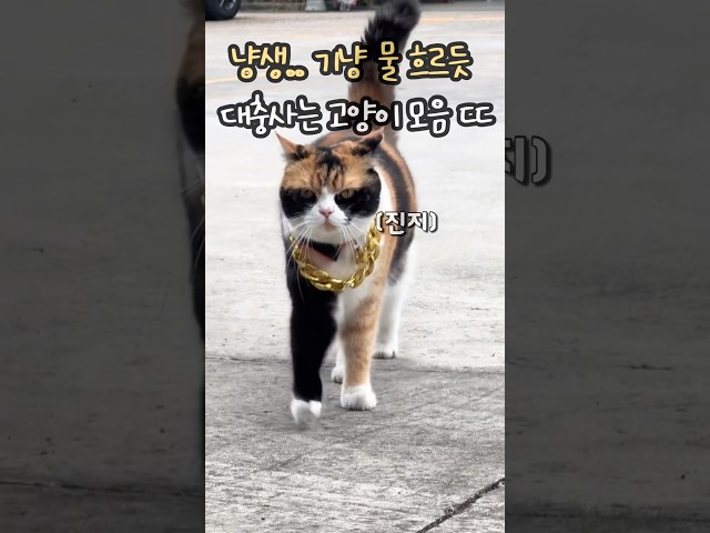 냥생 마 기냥.. 물 흐르듯 대충사는 고양이 모음 ㄷㄷ