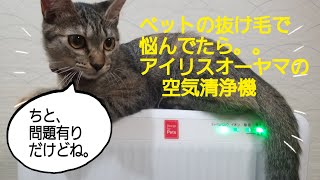 【アイリスオーヤマ】の【空気清浄機】でペットの毛のお悩み解決！子猫ちゃんがご紹介！       【まいにちねこまつり】No.17