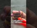 貝の真実【3選】