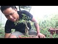 S66. Tặng sam núi- bán Hồng Ngọc Mai và Linh Sam 86 zin giá rẻ.