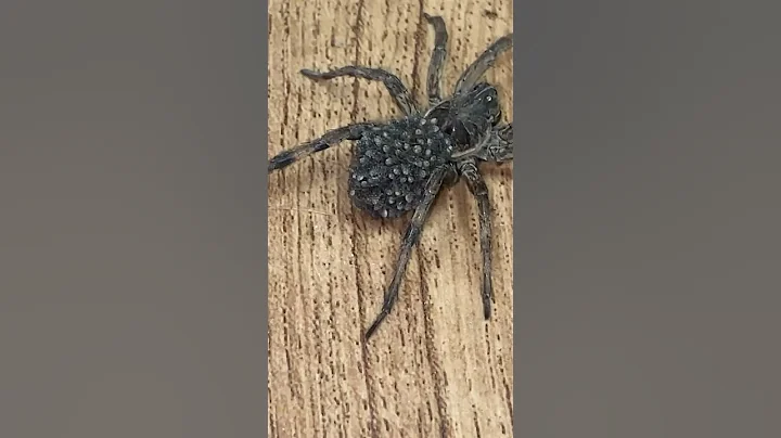 Fuzzy Butt Spider #nature Y’all pickin this dude up or what⁉️🫨