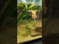 Laotriton laoensis depositing eggs
