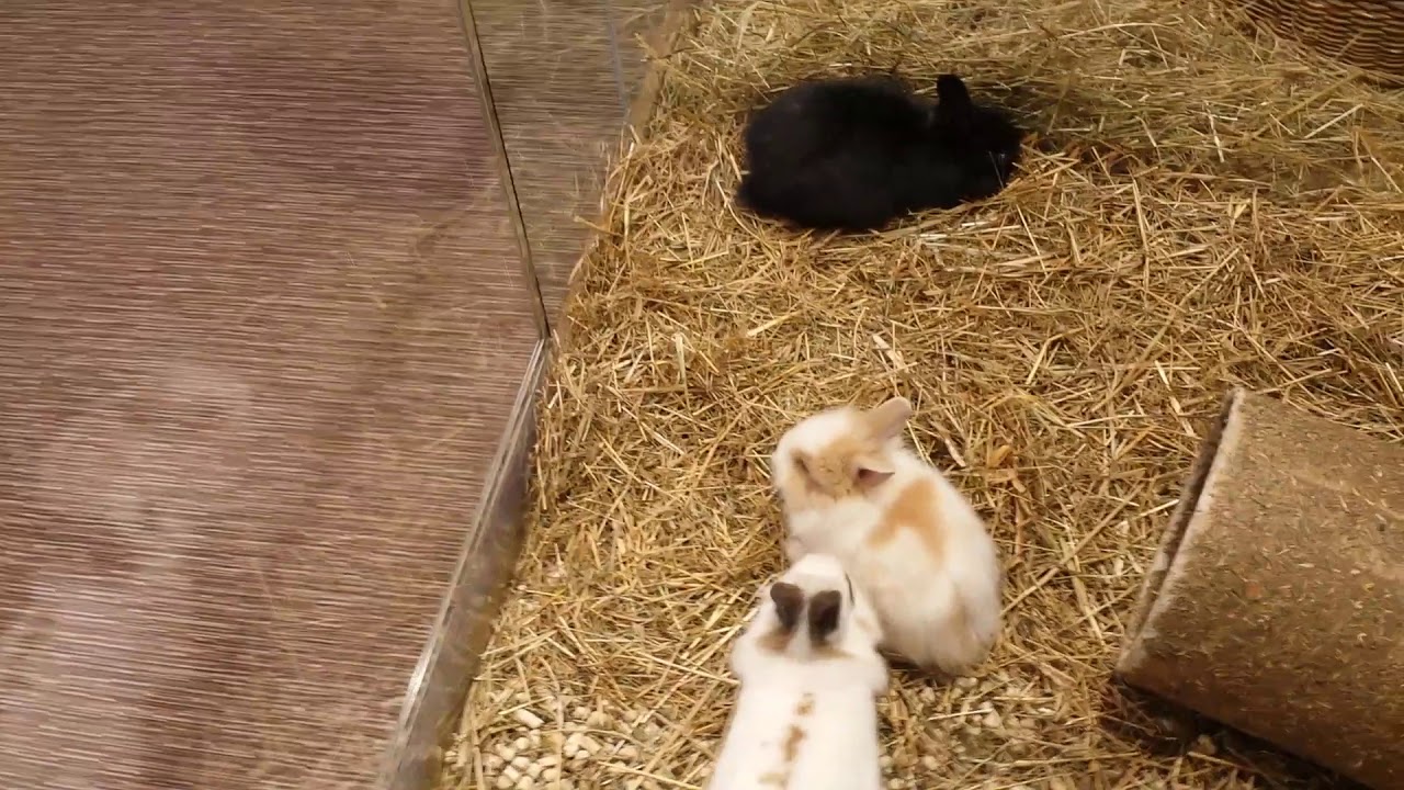 В зоомагазине (Альфа Рига) (1) 30.03.2018 - YouTube