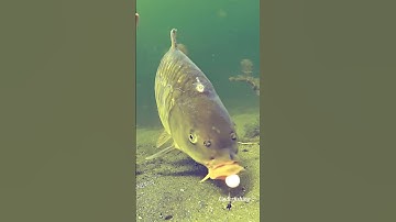 Setelan Umpan ikan mas