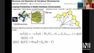 SPL | Angelo Rosa | Physics of entangled polymers: from chromosome territories to melts of rings screenshot 1