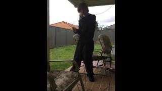 Jingle Jangle Jingle Cover Original By Kay Kyser