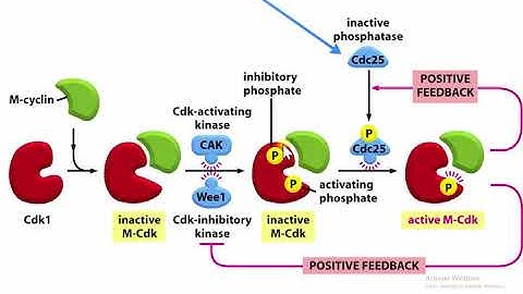 M-Cyclin CDK Positive Feedback (Explained in depth)