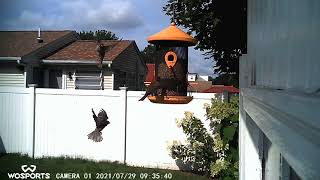 european starling attacks house finch
