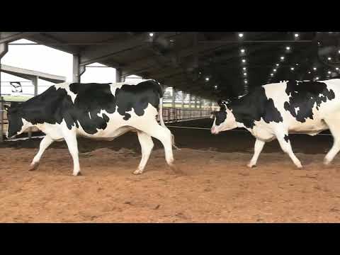 LOTE 10 • 3º LEILÃO NOVILHAS GIROLANDO CANTO PORTO • 22 DE FEVEREIRO • REMATEWEB • 10512  10534