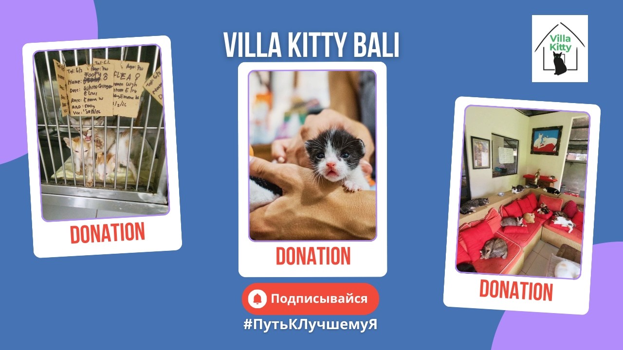 ПРИЮТЫ ДЛЯ ЖИВОТНЫХ НА БАЛИ - Villa Kitty & BAWA #путьклучшемуя