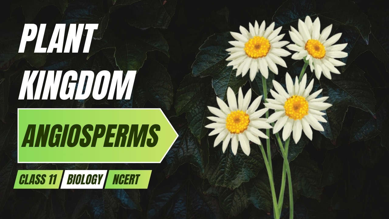 ANGIOSPERMS | Plant Kingdom Chapter 3 | Class 11 Biology | NCERT