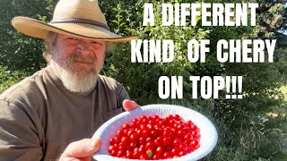 Discovering This Unique Rare Cherry: A Hidden Gem Of The Orchard
