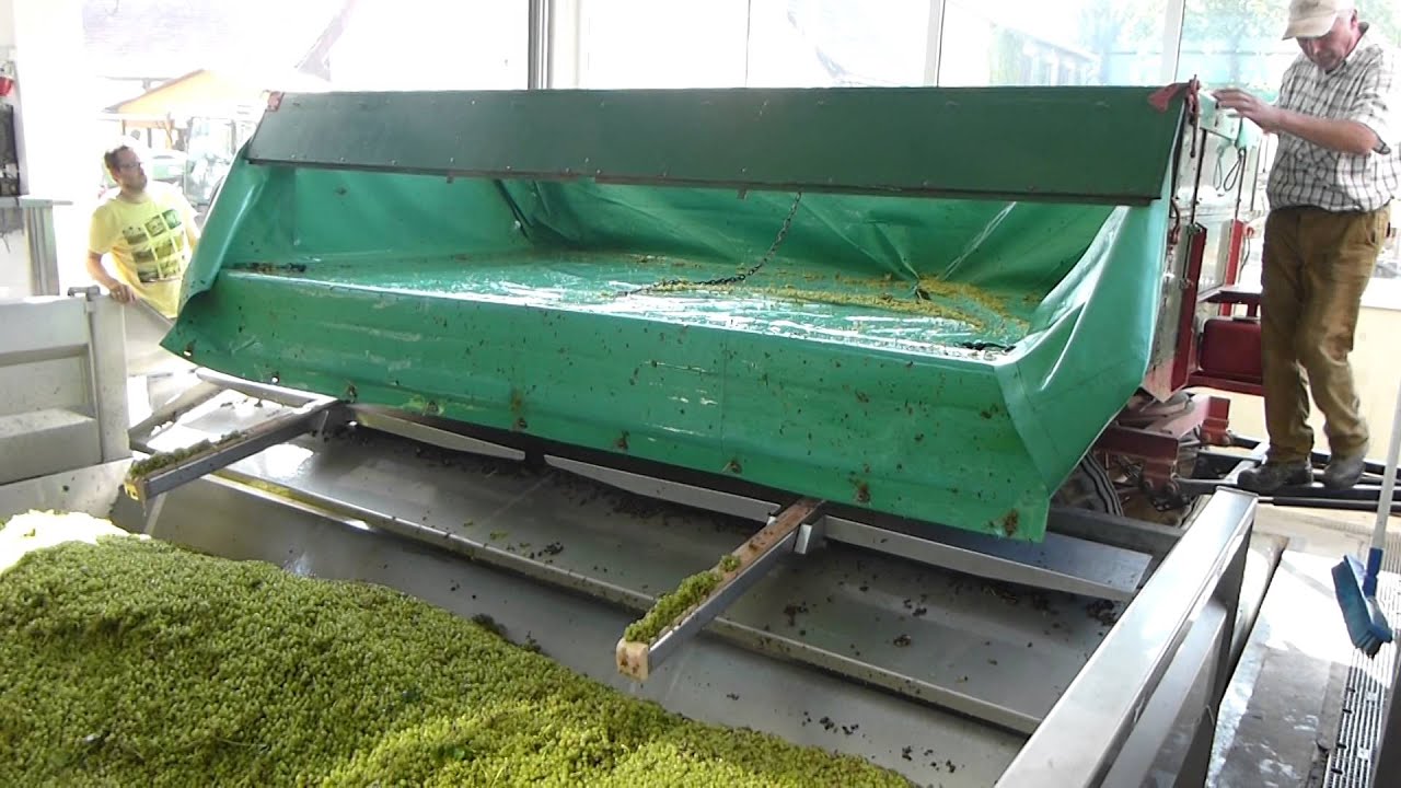 Anlieferung von Trauben... im Muschbacher Winzer.. :-)